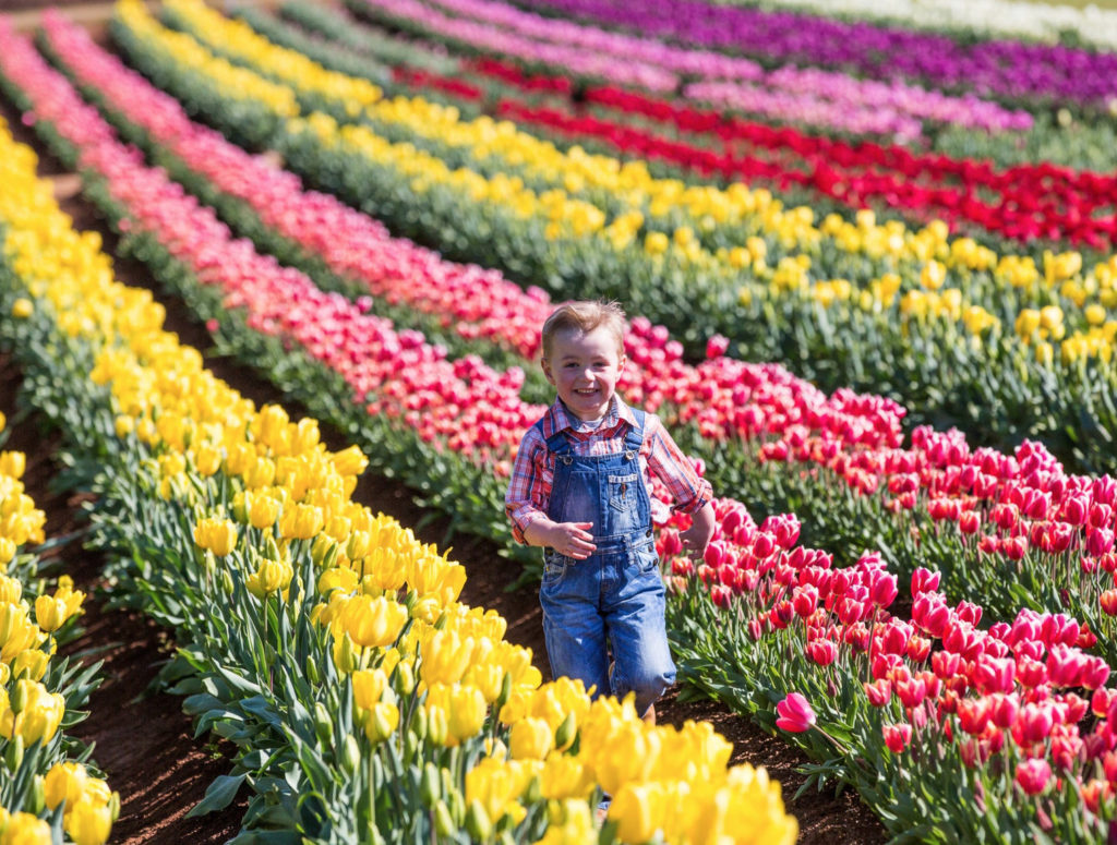 Tulip Festival