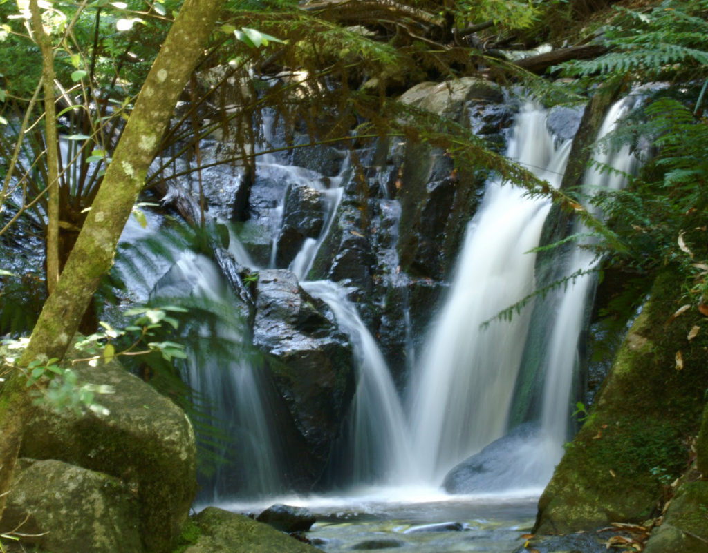 Dandenong Ranges National Park