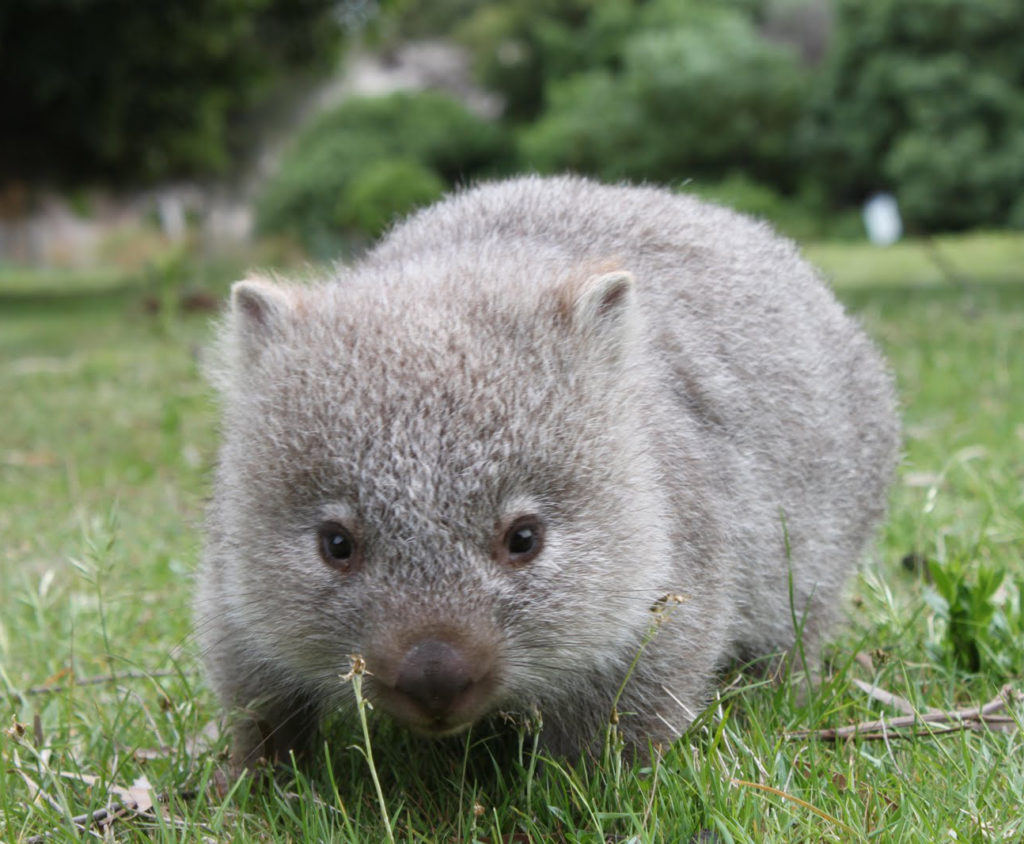 Wombats